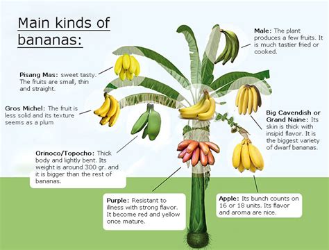 Banana is not a seasonal. Banana | Canarius Blog