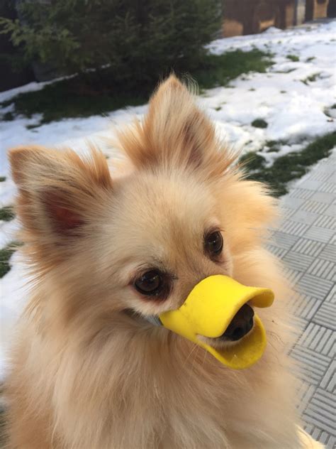 10pcslot Adjustable Dog Muzzle Silicone Cute Puppy Dog