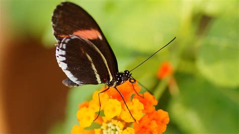 Beautiful Photo Of Butterfly Desktop Wallpaper Of Flower