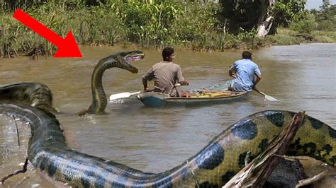 10 Abnormally Large Snake Sightings Youtube