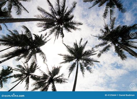 Palm Trees Low Angle Stock Photo Image Of Palm View 4125664