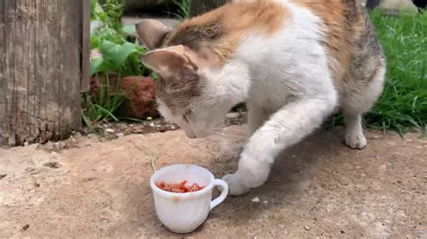Cute Feral Mother Cat Uses Her Paws To Eatsuper Smart Youtube