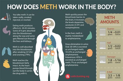 Meth detection timelines infographic – Artofit
