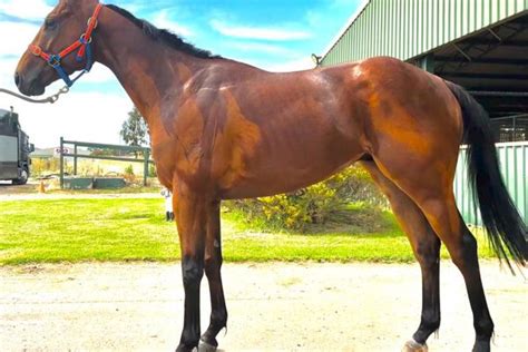 Honjo 3yo Bay Gelding Royal Bloodstock