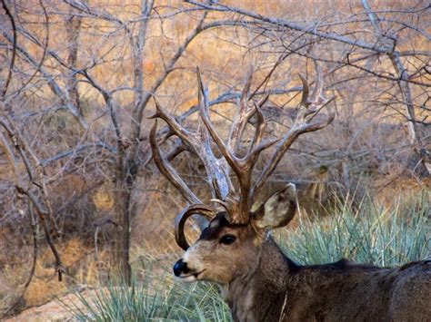 Fands Exclusive Highest Scoring Mule Deer Shed Of All Time Found In