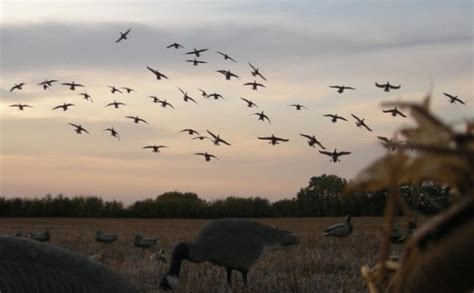 Waterfowlhunting Goose Haven Outfitters