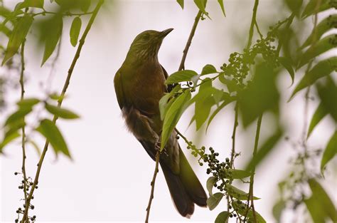 Fotos Gratis Naturaleza Rama Pájaro Hoja Flor Fauna Silvestre