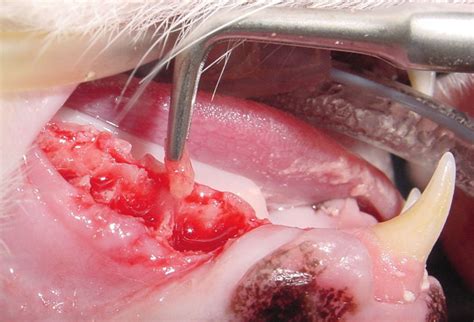 The complications include prolonged bleeding, swelling, infection, and dry socket. Secrets Of Feline Tooth Extraction