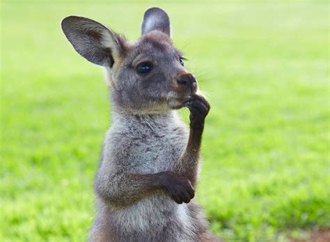 Thinking Kangaroo Funny Animals Animals Cute Animals