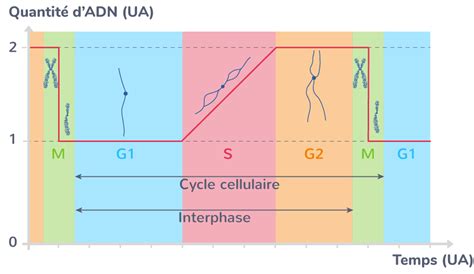 Associer Laspect De Ladn Dune Cellule à Chaque Phase Du Cycle