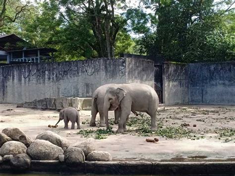 Walaupun mencatatkan peningkatan bilangan pengunjung, zoo taiping dan night safari, juga zoo tertua di negara ini, tidak memiliki sumber kewangan yang cukup untuk memulakan pelan pengembangan dan. Melawat Zoo Taiping | Percutian Bajet