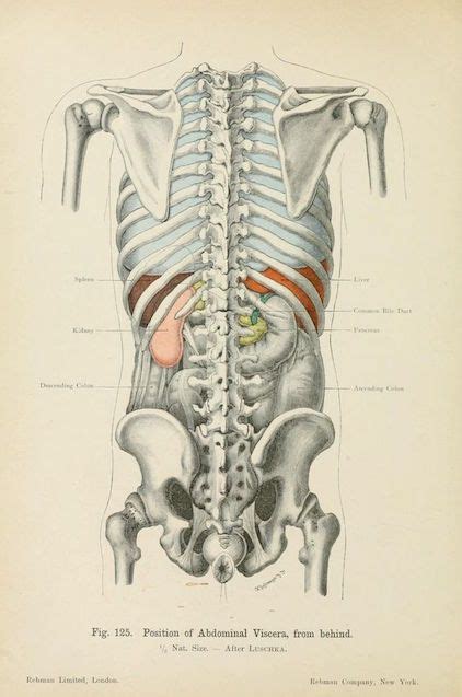 Fig 125 “position Of Abdominal Viscera From Behind” Atlas Of