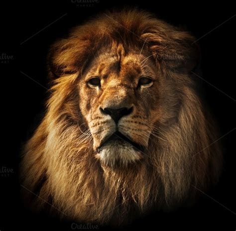 Lion Portrait On Black Background ~ Animal Photos On