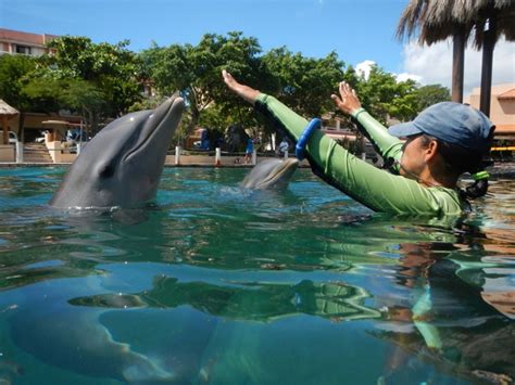 Encounter With A Dolphin Montego Bay Montego Bay Project Expedition