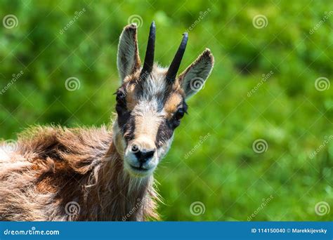 Chamois Agile Goat Antelope Found In Mountains Of Europe Stock Photo