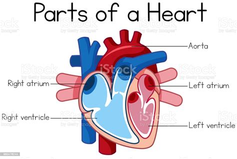 Parts Of Heart Diagram Stock Illustration Download Image
