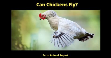 How Far Can Chickens Fly How Far High Long