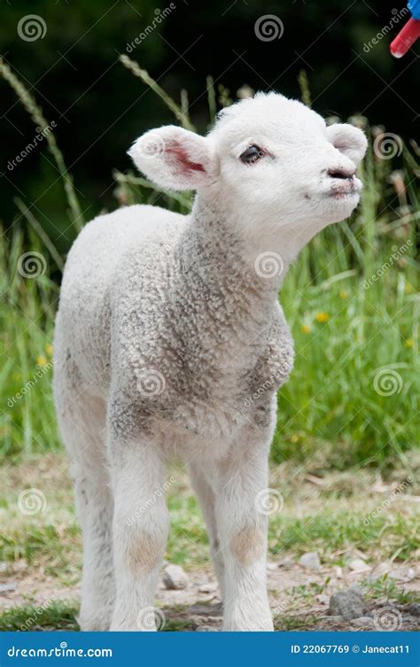 Feeding Lamb Stock Image Image Of Sheep Drinking Rural 22067769