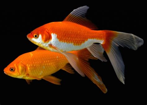 How To Care For A Goldfish Won At Carnival Or Fair