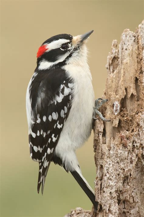 Woodpecker drumming - The British Library