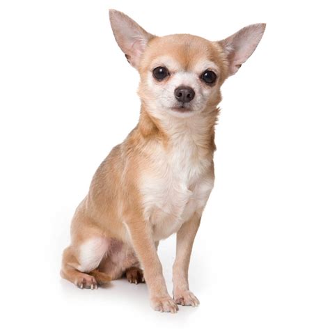 Chihuahua Dog Breeds Truckers Dog Bread