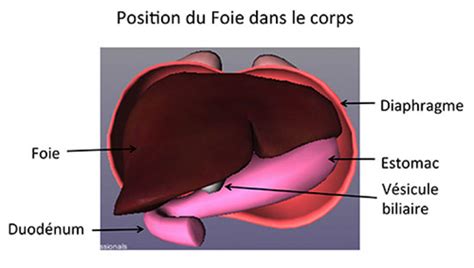 Le Foie A Gauche Ou Droite - Le Foie et les Voies biliaires : Anatomie | Centre Hépato-Biliaire Paul