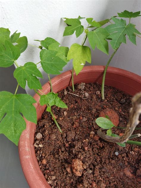 Papaya Sapling Furniture And Home Living Gardening Plants And Seeds On