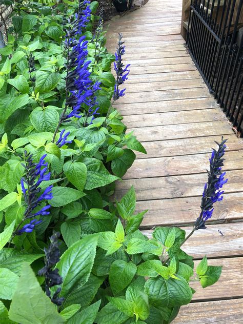 Black And Blue Salvia Brick Patterns Patio Backyard Design Shade Plants