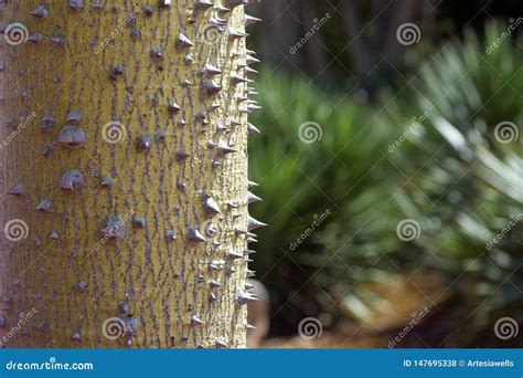 Chorisia Tree Trunk With Sharp Thorns Stock Photo Image Of Spikes