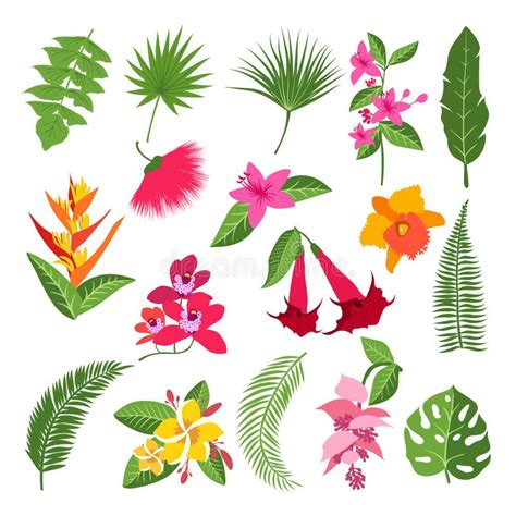 Exotic Tropical Flowers And Leaves Vector Illustrations Of Plants