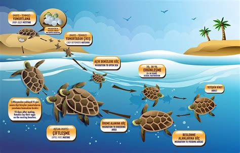 Life Cycle Of Sea Turtles See Images And Photos Finde Vrogue Co