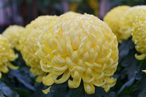 13 Types Of Chrysanthemum For A Splash Of Fall Color