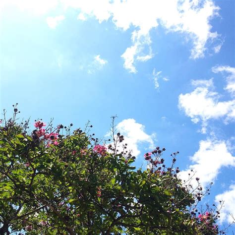 Blue Skies Are My Favorite Color Blueskyblooms Instagram Like