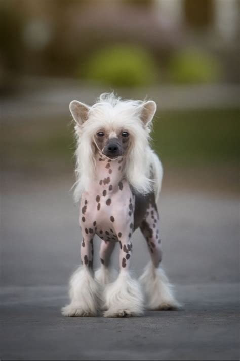 Dogs That Dont Shed Chinese Crested Dog Thinkdogtoys Dog Breeds