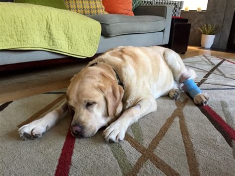 Labrador Cooper After Leg Surgery