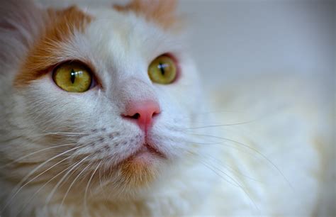 Free Images Kitten Close Up Pets Nose Whiskers Eye Animals