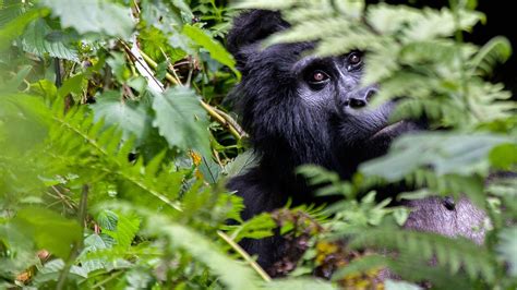 3 Days Uganda Gorilla Safari From 1280 Pp Includes The Gorilla Permit