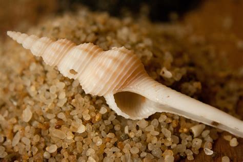 Free Picture Seashell Sand Snail Mollusk Gastropod Invertebrate