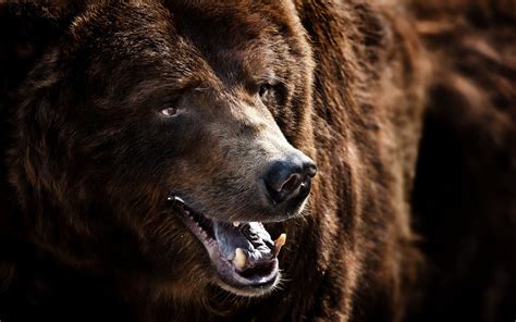 Wallpaper Animals Wildlife Bears Fur Grizzly Bear Brown Bear