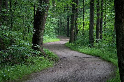 Winding Path In The Forest Digital Art By John Kosh Pixels