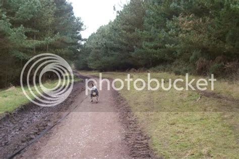 Hellhound Reported Around Cannock Chase Featured News Videos And
