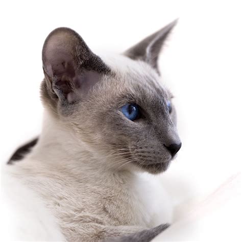 There Are Many Reasons To Love A Siamese Cat From Their Blue Eyes