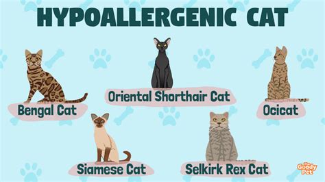 Allergies No Problem These 16 Hypoallergenic Cat Breeds Are Perfect