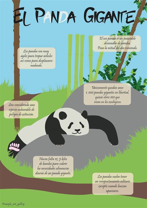 El Panda Gigante Infografia Pandas Panda Libros De Texturas