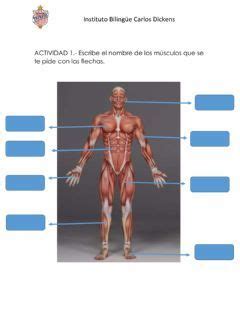 Ejercicio Interactivo De El Sistema Muscular Sistema Muscular