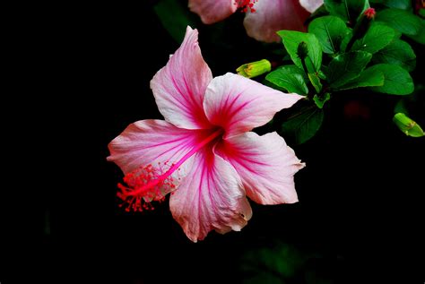 Hibiscus Wallpapers Pictures Images