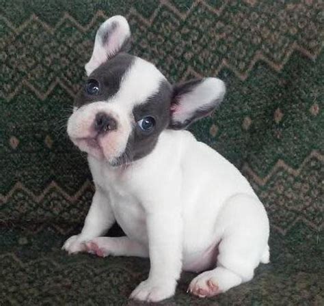 Akc French Bulldog Puppy Blue Pied W Aqua Eyes Female 2 Months Old