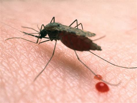 Transmission requires an intermediate mosquito (anopheles) host. 5 Parasit yang Mengawal Minda dan Tingkah Laku Mangsanya ...