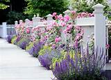 Border Flowers For Full Sun