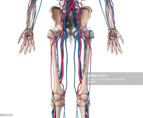 Hip Leg And Hand Bones And Blood Vessels Illustration High Res Vector
